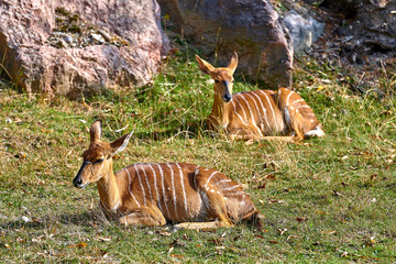 Nowland nyala(Tragelaphus angasii)