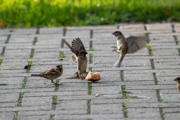 sparows and a piece of bread