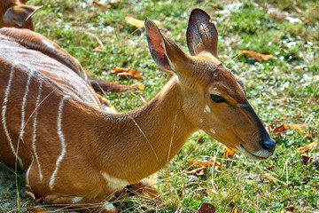 Nowland nyala(Tragelaphus angasii)