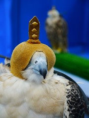 beautiful portait of a falcon wearing a leather cap, Abu Dhabi, United Arab Emirates Middle East