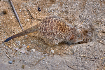 Obraz premium Meerkat, suricate (Suricata suricatta)