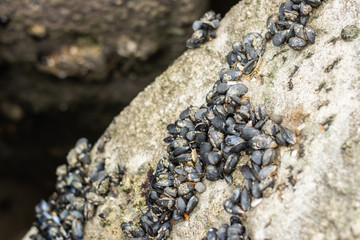 Mussels on old concrete fortifications of the shore.