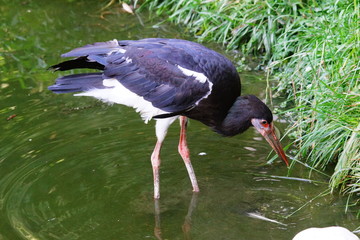 Aigrette noire en train de pêcher