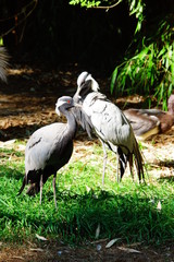 couple de Grues Demoiselles