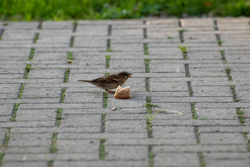 sparows and a piece of bread