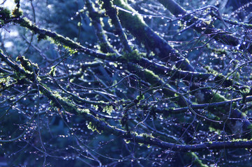 Naklejka premium Tree after rain storm