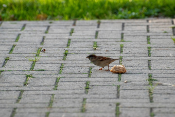 sparows and a piece of bread