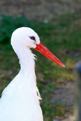 Regard d'une cigogne