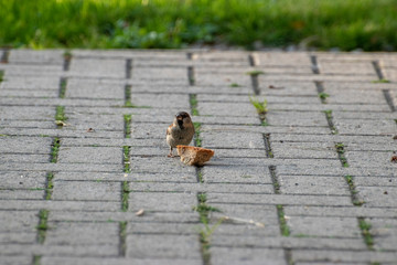 sparows and a piece of bread