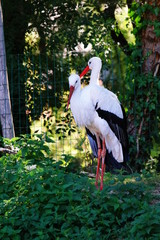 Cigognes blanches