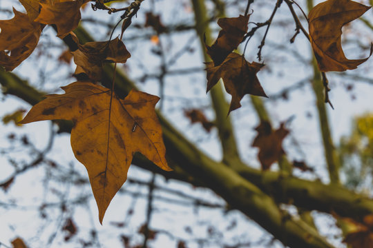 The autumn maple leaves in portugal.