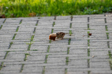 sparows and a piece of bread