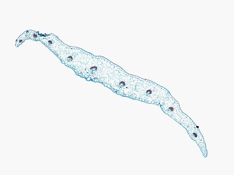 phaseolus vulgaris bean pulvinus - cross section cut under the microscope &ndash; microscopic view of plant cells for botanic education