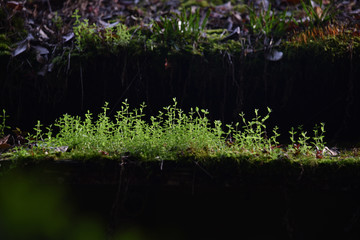 苔むす屋根