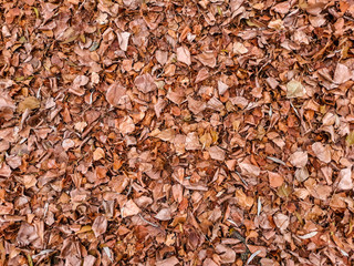 Background with autumn brown leaves