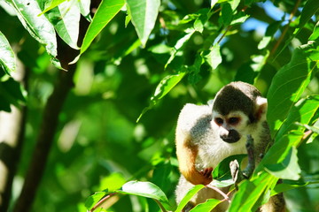 Saïmiri prêt à bondir