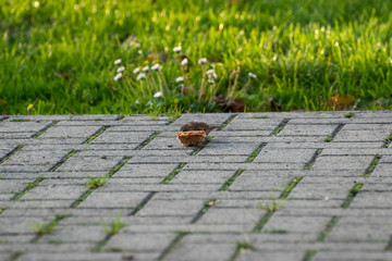 sparows and a piece of bread