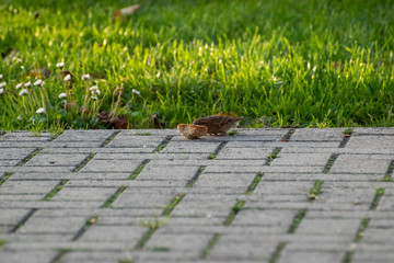 sparows and a piece of bread
