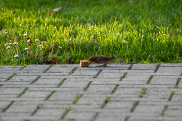 sparows and a piece of bread