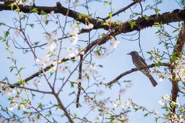 A bird in a cherry blossom tree, Japan