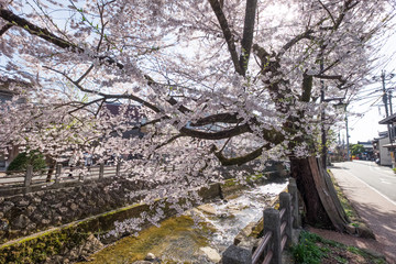 Full bloom cherry blossoms in Takayama city, Japan