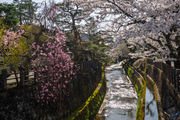 Full bloom cherry blossoms in Takayama city, Japan