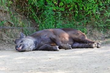 Tapir en train de dormir