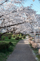 Full bloom cherry blossoms in Takayama city, Japan
