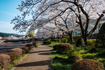 Full bloom cherry blossoms in Takayama city, Japan