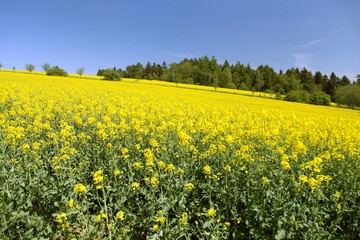 Obraz premium rapeseed canola or colza field in latin brassica napus