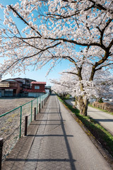 Fototapeta na wymiar Full bloom cherry blossoms in Takayama city, Japan