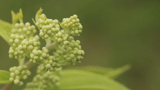Buds Of Hydrangea Paniculata Siebold Phantom. Panicled Hydrange
