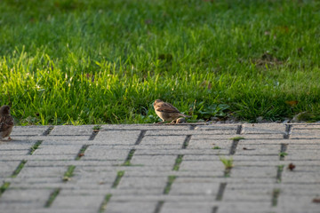 sparows and a piece of bread