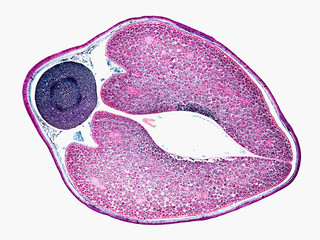 phaseolus vulgaris bean seed - cross section cut under the microscope – microscopic view of plant...