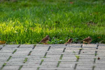 sparows and a piece of bread