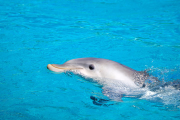 Obraz premium Dauphin dans une piscine