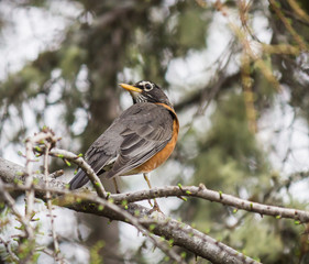 Red Robin