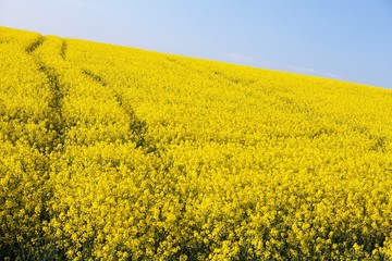 Obraz premium rapeseed field canola or colza