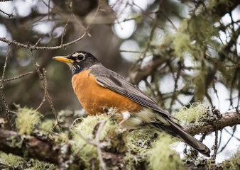 Red Robin