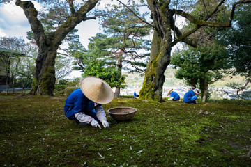 Gardeners working in Kenrokuen garden one of the most beautiful landscape gardens in Japan, Locate...