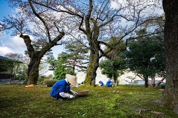 Naklejka na ściany i meble Gardeners working in Kenrokuen garden one of the most beautiful landscape gardens in Japan, Locate in Kanazawa city