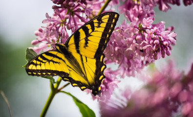 Tiger Swallowtail Butterfly