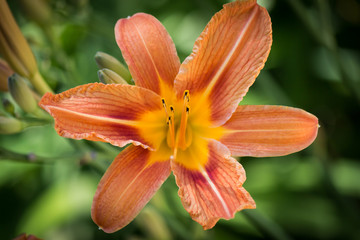 Day Lily