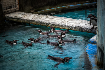 Penguins in the zoo, Japan