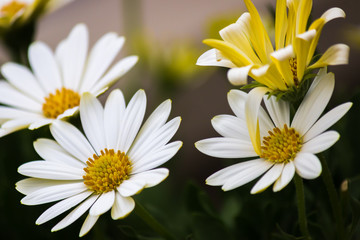 Obraz premium White Daisy