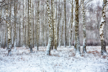 Frozen birch forest landscape.