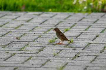 sparows and a piece of bread