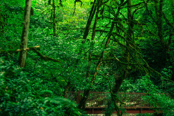 background - bridge in subtropical forest, yew-boxwood grove with mossy tree trunks