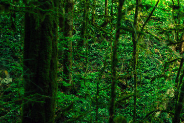 Fototapeta na wymiar background - subtropical forest, yew-boxwood grove with mossy tree trunks