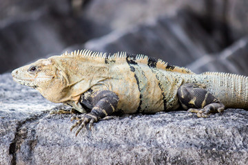 Iguana